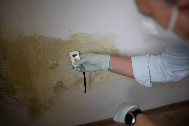 Best Black Mold Remediation in Glasgow Village, MO